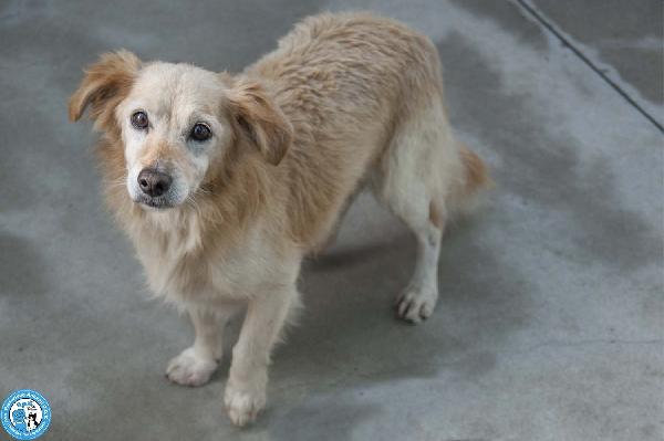 Tessy e Tom: cuore a quattro zampe (anzi, otto) Foto 3